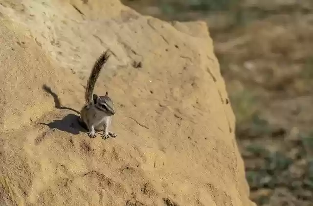 Free download rodent chipmunk mammal rock animal free picture to be edited with GIMP free online image editor