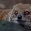 Rodents  screen for extension Chrome web store in OffiDocs Chromium