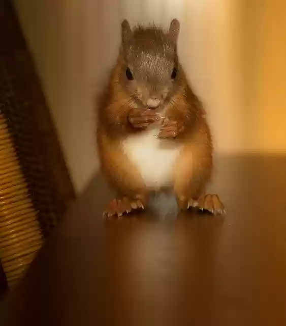 Free download Rodent Squirrel Cute -  free photo or picture to be edited with GIMP online image editor