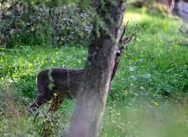 Free download Roe Animal Nature -  free photo or picture to be edited with GIMP online image editor