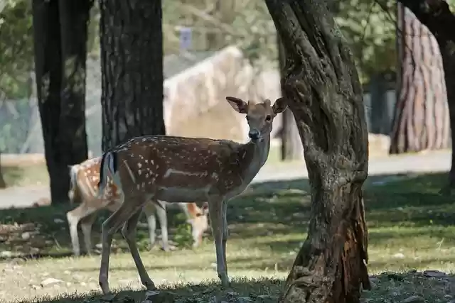Free download roe deer nature forest animal wild free picture to be edited with GIMP free online image editor