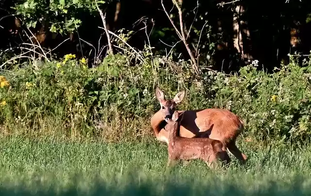 Free download Roe Fawn Wild -  free photo or picture to be edited with GIMP online image editor