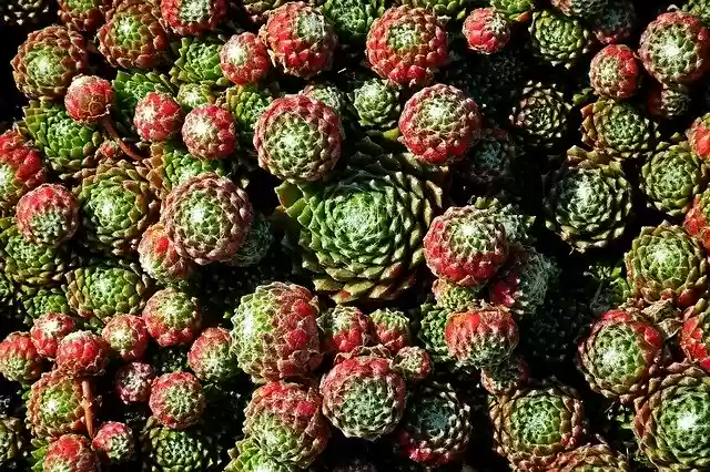 Free download Rojnik Plant Garden -  free photo or picture to be edited with GIMP online image editor