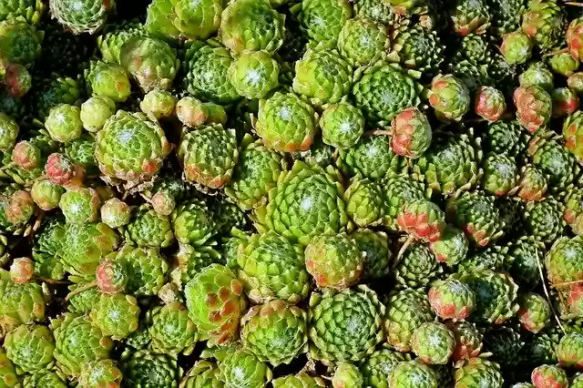 Free download Rojnik Plant Nature -  free photo or picture to be edited with GIMP online image editor