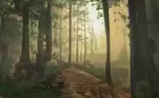 Free download Romantic Forest free photo or picture to be edited with GIMP online image editor