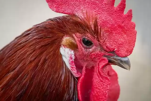 Free download rooster chicken male chicken free picture to be edited with GIMP free online image editor