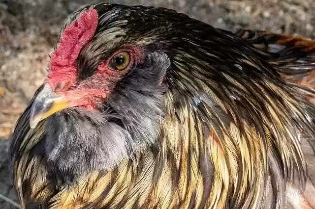 Free download Rooster Cock Farm -  free photo or picture to be edited with GIMP online image editor