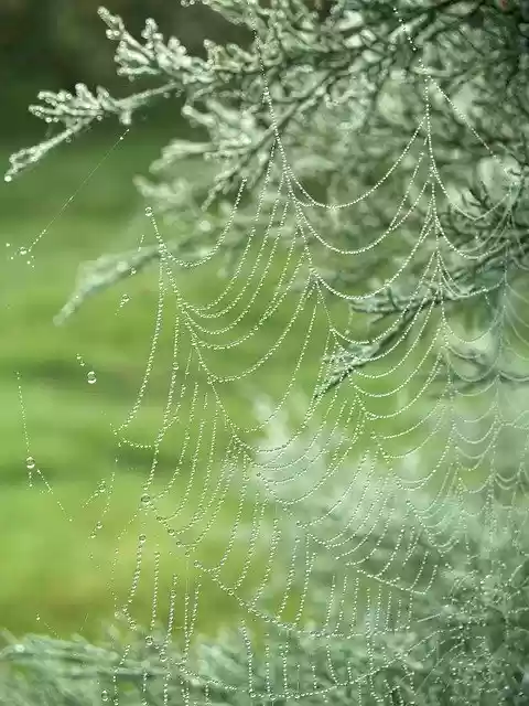 Free download Rosa Autumn Cobweb -  free photo or picture to be edited with GIMP online image editor