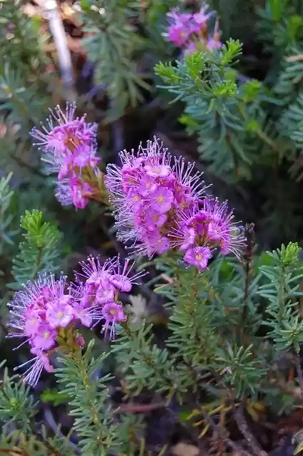 Free download Rosa Flower Field -  free free photo or picture to be edited with GIMP online image editor