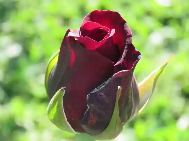 Free download Rosa Flower Garden -  free photo or picture to be edited with GIMP online image editor