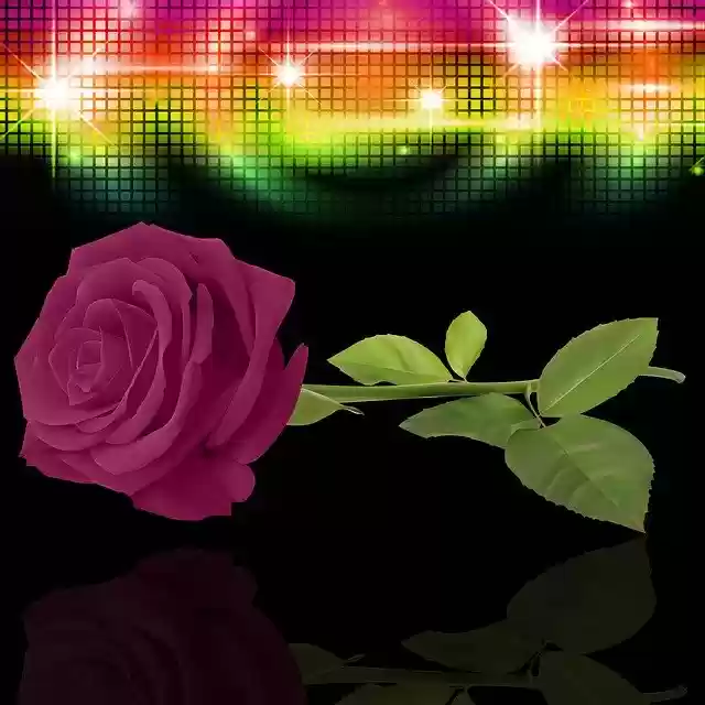 Download gratuito Rosa Plant Black Background Pink - illustrazione gratuita da modificare con l'editor di immagini online gratuito di GIMP