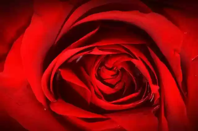 Free download Rosa Texture Red -  free photo or picture to be edited with GIMP online image editor