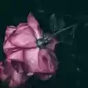 Rose bathed in the night rain  screen for extension Chrome web store in OffiDocs Chromium