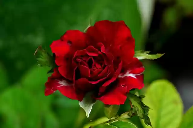 Free download rose blooming red rose red flower free picture to be edited with GIMP free online image editor