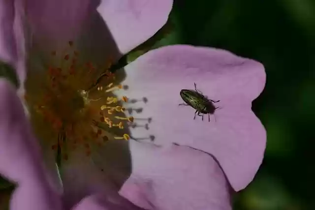 Free download rose blossom beetle insect nature free picture to be edited with GIMP free online image editor