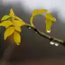 Rose branches and yellow leaves  screen for extension Chrome web store in OffiDocs Chromium