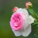 Rose Branch Showing Its Color  screen for extension Chrome web store in OffiDocs Chromium