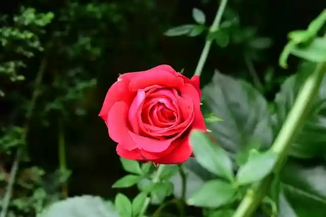 Free download Rose Bright Red -  free photo or picture to be edited with GIMP online image editor