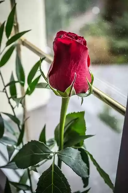 Free download Rose Bud Flower -  free photo or picture to be edited with GIMP online image editor