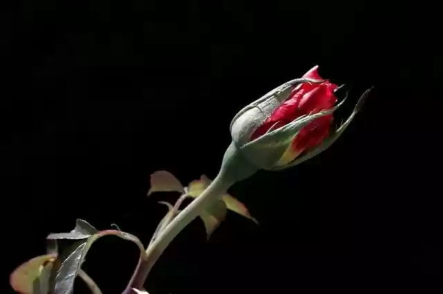 Free download Rose Bud Red -  free free photo or picture to be edited with GIMP online image editor