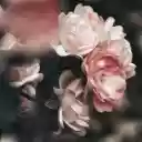 Rose bush  screen for extension Chrome web store in OffiDocs Chromium