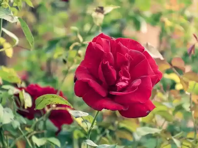 Free download Rosebush Rose Flower -  free photo or picture to be edited with GIMP online image editor
