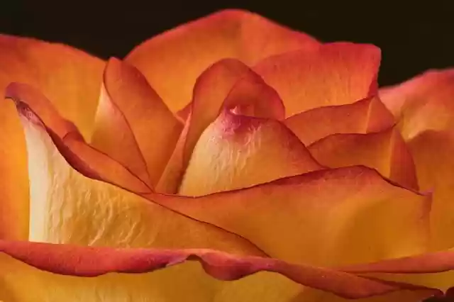 Free download rose close up blossom bloom flower free picture to be edited with GIMP free online image editor