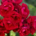 Rose Cluster  screen for extension Chrome web store in OffiDocs Chromium