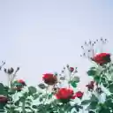 Rose fields  screen for extension Chrome web store in OffiDocs Chromium