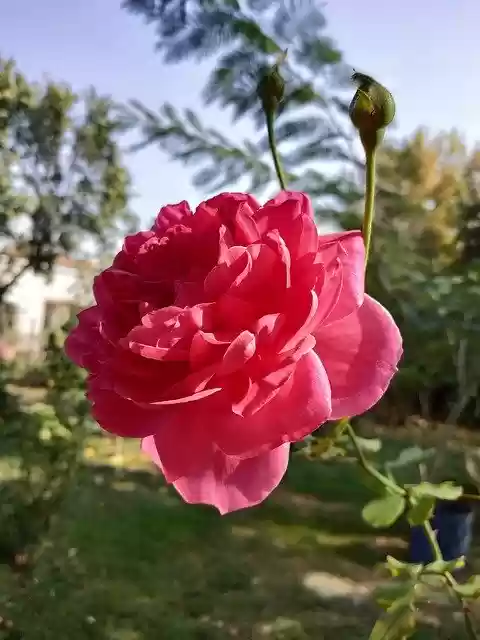 Free download Rose Flower -  free free photo or picture to be edited with GIMP online image editor