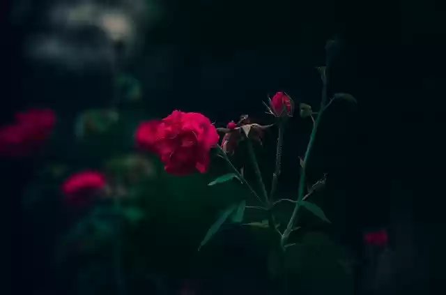 Free download Rose Flower Blooming -  free photo or picture to be edited with GIMP online image editor