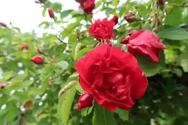 Free download Rose Flower Bush -  free photo or picture to be edited with GIMP online image editor