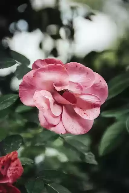 Free download rose flower herb garden rose free picture to be edited with GIMP free online image editor