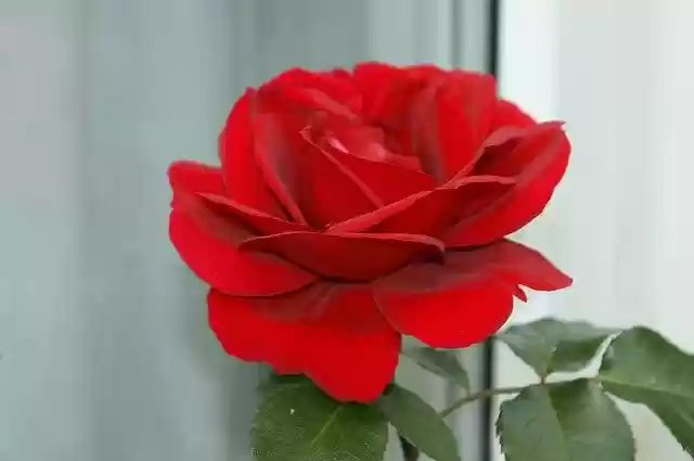 Free download Rose Flower Natural -  free photo or picture to be edited with GIMP online image editor