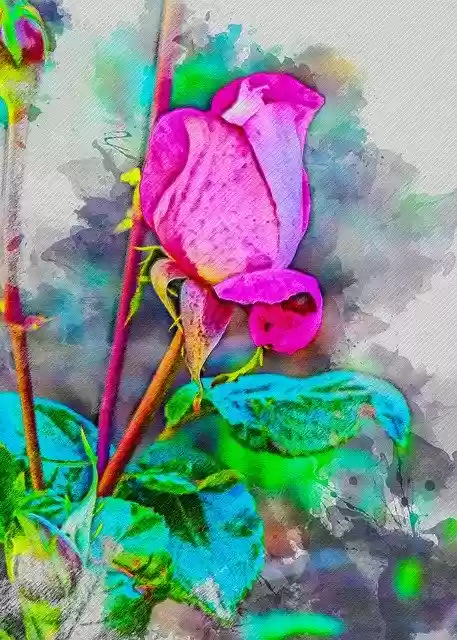 Free download Rose Flower Patagonia -  free illustration to be edited with GIMP free online image editor
