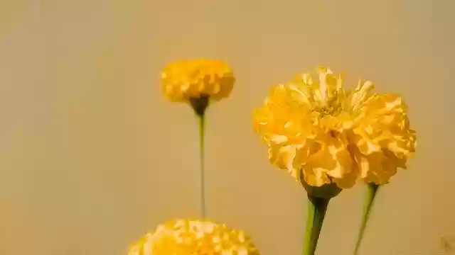 Free download Rose Flower Petal -  free photo or picture to be edited with GIMP online image editor