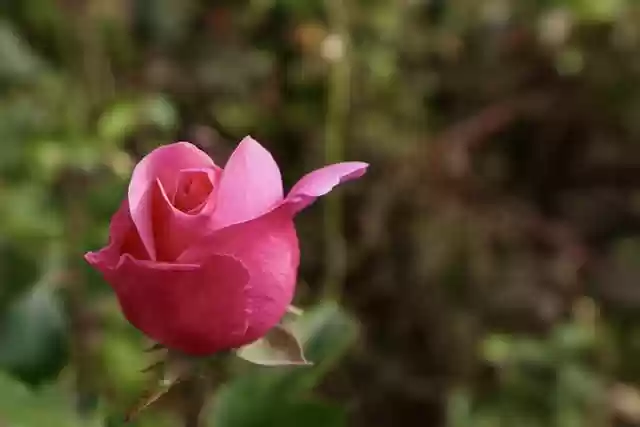 Free download rose flower petals pink rose bloom free picture to be edited with GIMP free online image editor