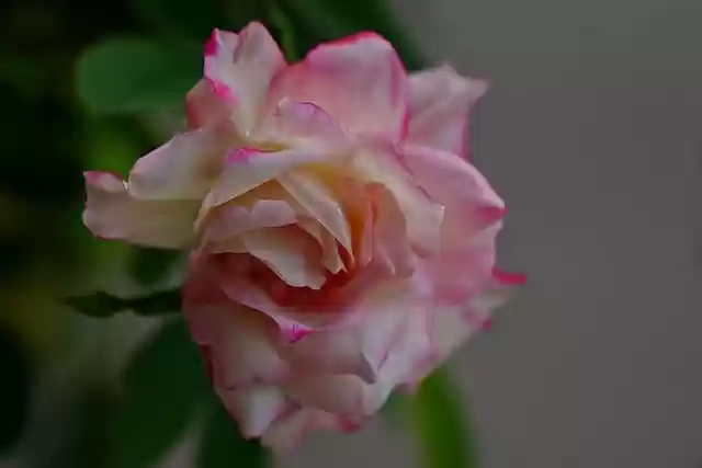 Free download rose flower plant bicolor rose free picture to be edited with GIMP free online image editor