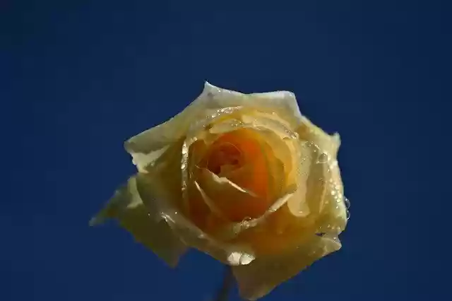 Free download rose flower plant petals free picture to be edited with GIMP free online image editor