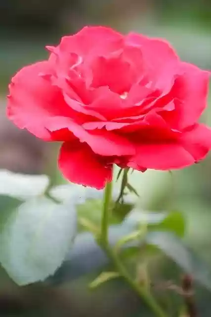 Free download rose flower plant petals bloom free picture to be edited with GIMP free online image editor