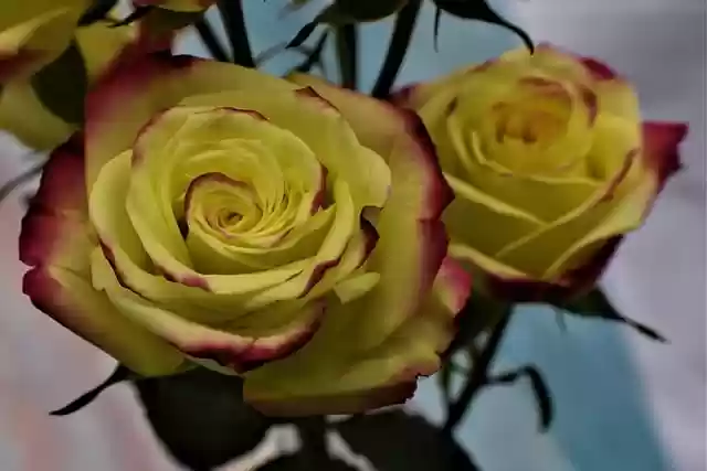 Free download rose flower plant rose bloom free picture to be edited with GIMP free online image editor