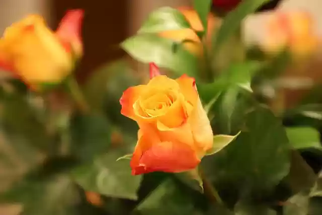 Free download rose flower rose bloom petals free picture to be edited with GIMP free online image editor