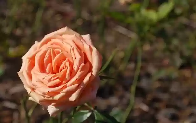 Free download Rose Flowers -  free photo or picture to be edited with GIMP online image editor