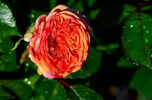 Free download Rose Flowers Nature free photo template to be edited with GIMP online image editor