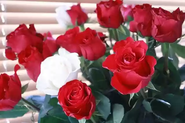دانلود رایگان عکس گل رز رز قرمز رز سفید رایگان برای ویرایش با ویرایشگر تصویر آنلاین رایگان GIMP