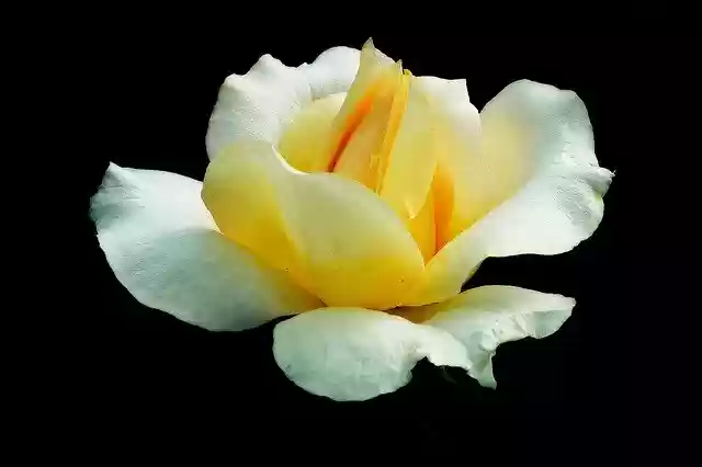免费下载玫瑰花茶 - 使用 GIMP 在线图像编辑器编辑的免费照片或图片