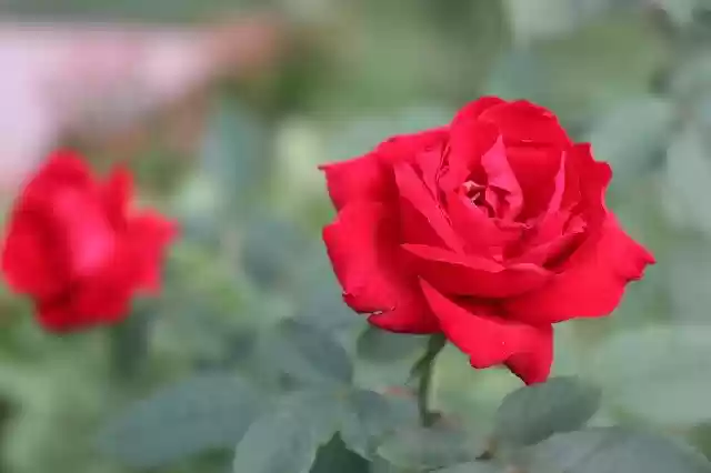 Free download Rose Garden Blossom -  free photo or picture to be edited with GIMP online image editor