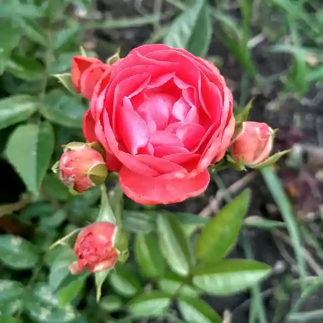 Free download Rose Garden Flowers -  free photo or picture to be edited with GIMP online image editor