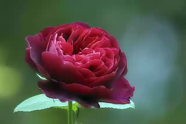 Descărcare gratuită poza gratuită Rose Garden ld Braithwaite pentru a fi editată cu editorul de imagini online gratuit GIMP