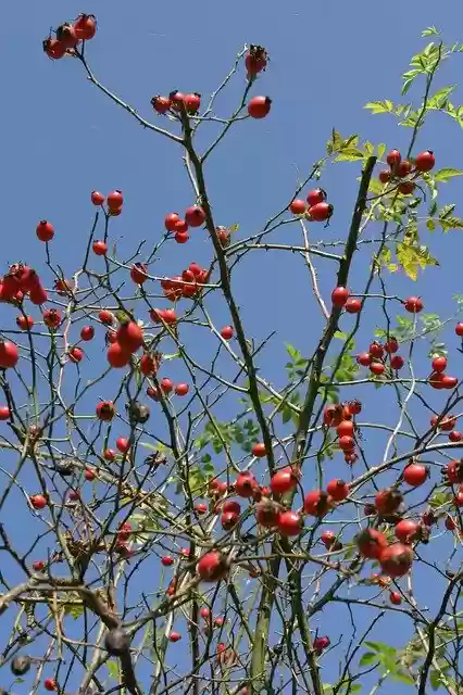 Free download Rose Hip Autumn Branch -  free photo or picture to be edited with GIMP online image editor